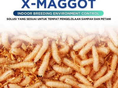 X-Maggot